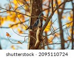 A bluejay about to jump from a tree branch in the park in autumn