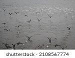 The Flock Of The Cormorants And ...