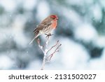 A closeup shot of a house finch during snow