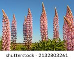 Colourful Pink Lupins In Bloom...