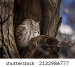 Eastern screech owl (Megascops asio) grey morph roosting in tree cavity during morning daylight Colorado, USA