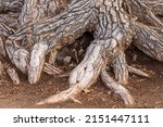 Small photo of PRESCOTT VALLEY, UNITED STATES - Apr 06, 2022: Close up of massive willow tree roots at Fain Park in Prescott Valley, Arizona, USA
