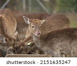 A Small Herd Of Red Deer Eating ...