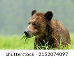 Small photo of A selective focus shot of a bear eating sedge grass at the Khutzeymateen Grizzly Bear Sanctuary, BC Canada