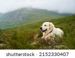 A closeup shot of a majestic white golden retriever is lying in the grass with foggy mountains in the background