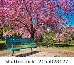 A beautiful shot of a wooden bench in front of a big cherry blossom tree on a sunny day at Beacon Hill Park, Victoria, British Columbia, Canada