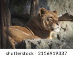 A Lioness Lying Behind Rocks