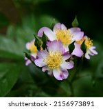 Small photo of A closeup shot of Lyda Rose flowers blooming in a botanical garden against a blurred background