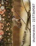 Small photo of A closeup of Carolinian squirrel looking from the tree