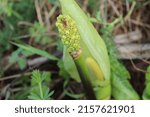 Small photo of A closeup shot of a moonwort on the blurry background