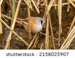 Small photo of Male Bearded Tit, aka Reedling, Panurus biarmicus, perched at base of Norfolk reeds close to lake surface searching for insects and spid