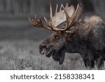 Small photo of A closeup of a Bull Moose wandering the sage-covered plains in Grand Teton National Park, Wyoming, USA