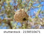 Namibia  Nest Of The Southern...