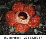 Small photo of A closeup of the Rafflesia Arnold plant with red petals against dry leaves