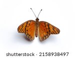 A Top View Of Gulf Fritillary...
