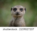 A Cute Meerkat Posing In Front...