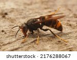 Closeup on the Asian yellow legged Hornet wasp,  Vespa velutina, a recently introduced threat to honeybees