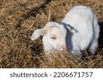 A Baby Goat Resting On Hay At...