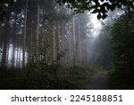 The Misty Forest With Dense...