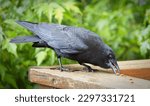 Small photo of A closeup of the eating carrion crow, Corvus corone perched on the wooden surface.