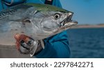 Small photo of A closeup of a fisherman's hands in gloves holding a Little tunny fish with bur sea in the background