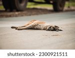 Small photo of A cruelly killed dog on the street