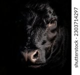 Small photo of A closeup of a Dexter cattle against a dark background