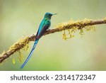 Small photo of a Long-tailed sylph perched on a tree branch