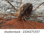 Small photo of A closeup shot of the harvestman spider