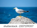 Close up of a seagull while...