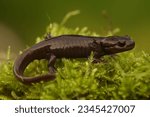 Small photo of A side closeup of Northwestern salamander (Ambystoma gracile) on the green bushes with blurred background