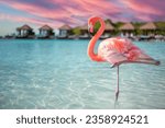 A closeup of a flamingo in the...