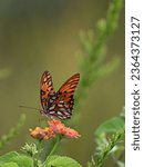 Small photo of A vibrant Viceroy butterfly perched atop a blooming flower