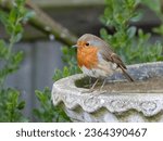 A small european robin perched...
