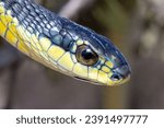 A closeup shot of Boomslang (Dispholidus typus), a highly venomous snake from South Africa