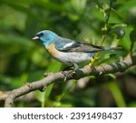 Small photo of An Azure bunting cardinal (Passerina amoena) perched atop a sunlit tree branch