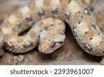 Small photo of A closeup shot of a Horned Adder (Bitis caudalis), a venomous snake from South Africa