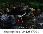 Small photo of A beautiful black Stork impaling fish in its bill wading through stream
