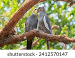 A pair of cockatiel parrots...