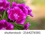 Small photo of Purple blossoms of sweet Willian, Dianthus barbatus, in the garden