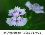 Small photo of White blossoms of sweet Willian, Dianthus barbatus, in the garden with purple spots