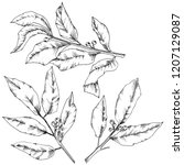 vector laurus leaf. leaf plant... | Shutterstock .eps vector #1207129087