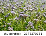 Small photo of Phacelia tanacetifolia (known as lacy phacelia, blue tansy or purple tansy), arable plant also honey plant with purple flowers