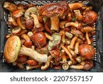 Brown Edible Mushrooms From The ...