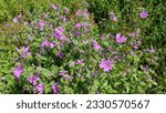 Small photo of wild herbaceous plant with purple flowers, Malva sylvestris (known as cheeses, high mallow, tall mallow, mauve des bois, common mallow), used as an herb in herbalis and natural medicine; also