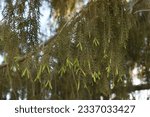 Small photo of Brewer spruce, Weeping spruce, Siskiyou spruce or Picea breweriana of the Pinaceae family close up against a bright blue sky under sunlight.