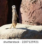 Meerkat Posing On A Rock