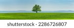 Small photo of Old oak tree in a green meadow in front of a hilly mountain panorama