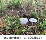 These Pleated Inkcap Mushrooms...