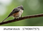 A Close Up Of Tufted Titmouse...